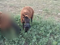 公羊, Sheep — 照片 3