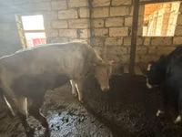 Toro, Raza rojo-moteada — foto 3