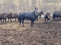 Cheval, Karachay horse — photo 6