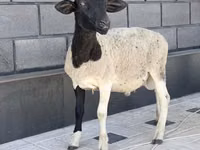 Beran, Dorper sheep — foto 3