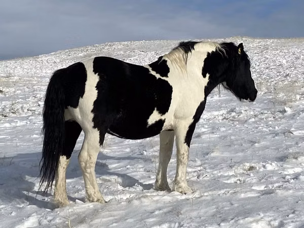 雄馬, Mugalzhar horse