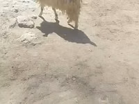 Cabras (lote, sexo no especificado), Cabras — foto 5