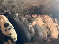 Eber, Schweine — Foto 3