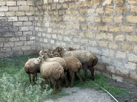 Койлор (партия, жынысы көрсөтүлгөн эмес), Койлор — сүрөт 5