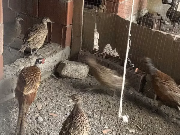 Quails