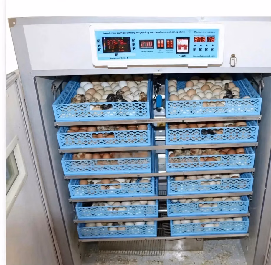 528 Egg Incubator