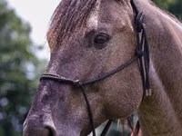 Cavalo, Quarter Horse — foto 7