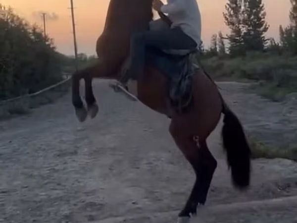 Cheval, Azerbaijan horse