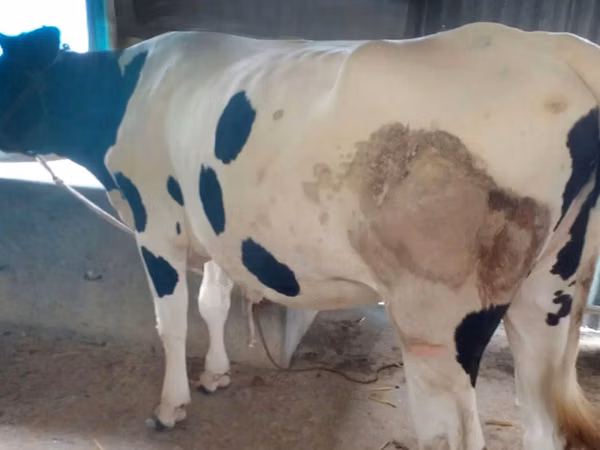 İnek, Holstein ırkı