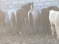 Cavalo, Cavalos — foto 1