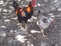 Chickens — photo 3