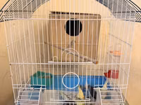 Nymph (cockatiel) cütlüyü və qəfəs komplekti - Növ: Nymph paraket — foto 1