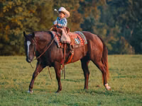 ცხენი, Quarter Horse — ფოტო 2