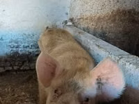 Boar, Pigs — photo 2