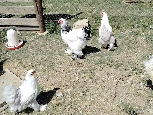Brahma