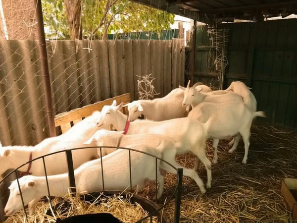 Chèvres (lot, sexe non indiqué), Pomellata goat