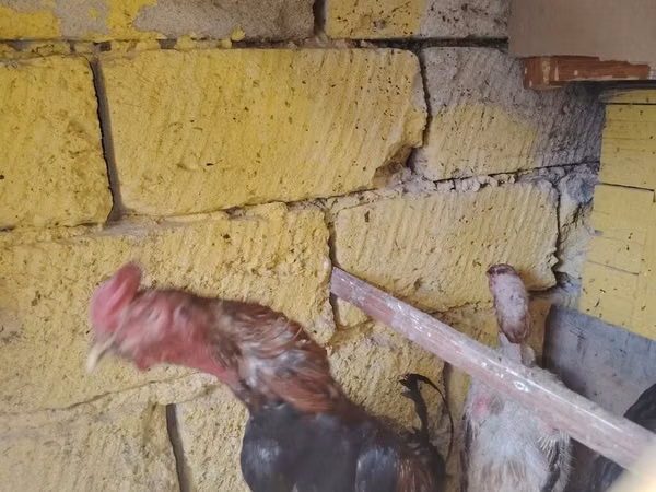 Chickens — Azerbaïdjan