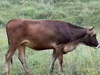 ثور, الماشية — الصورة 2