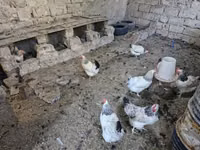 Chickens — Foto 3