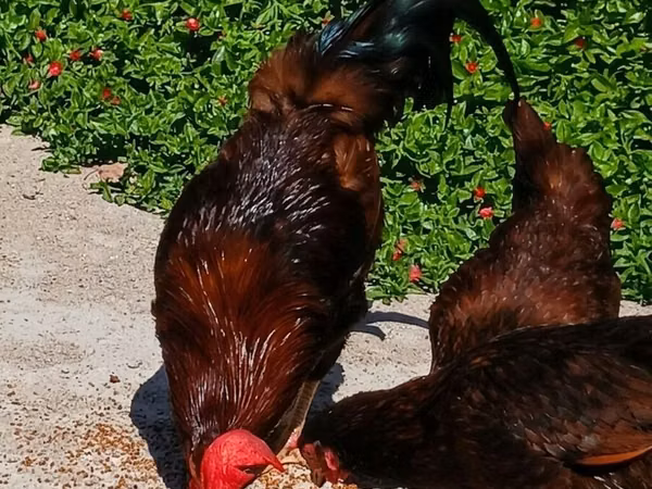 Chickens — Ozarbayjon