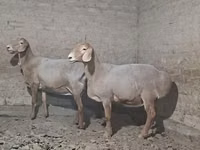 Baran, Owce — zdjęcie 2