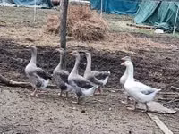 Geese — الصورة 1