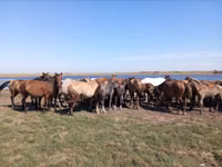 Pferde (Partie, Geschlecht nicht angegeben), Kazakh horse — Foto 2