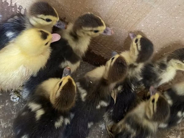 Ducks — Ozarbayjon