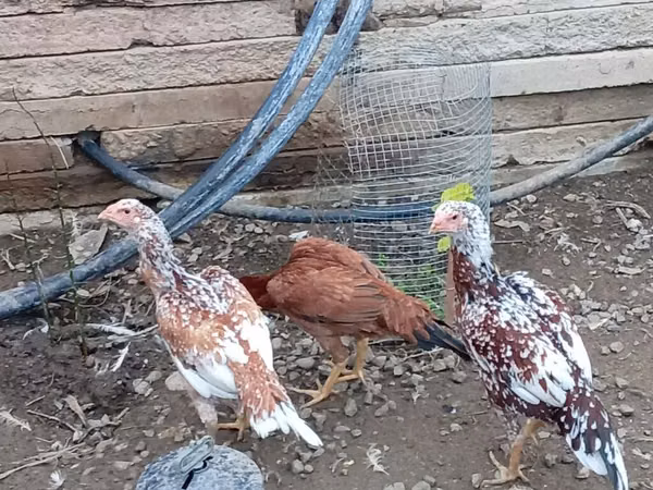 Chickens