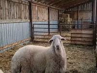 Bélier, Moutons — photo 3