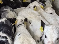 Sığır (parti, cinsiyet belirtilmedi), Simmental cattle — foto 3