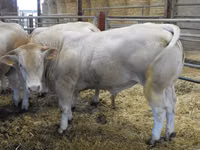Býk, Blonde d’Aquitane cattle — foto 3