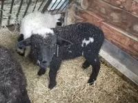 Carneiro, Wallis Country sheep — foto 4