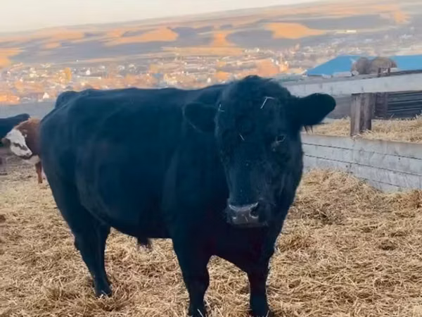 Taureau, Aberdeen-Angus