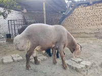 Baran, Arashan sheep — zdjęcie 4