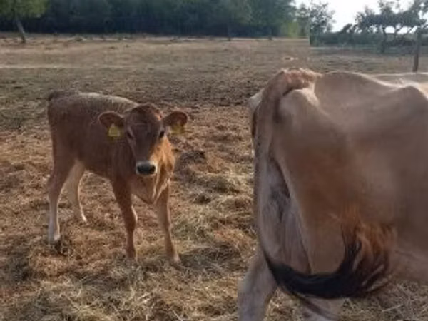 Vaca, Raça Jersey
