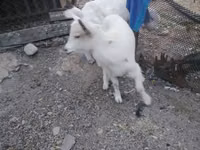 Kozioł, Kozy — zdjęcie 1