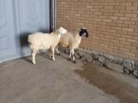 Ziegenbock, Ziegen — Foto 4