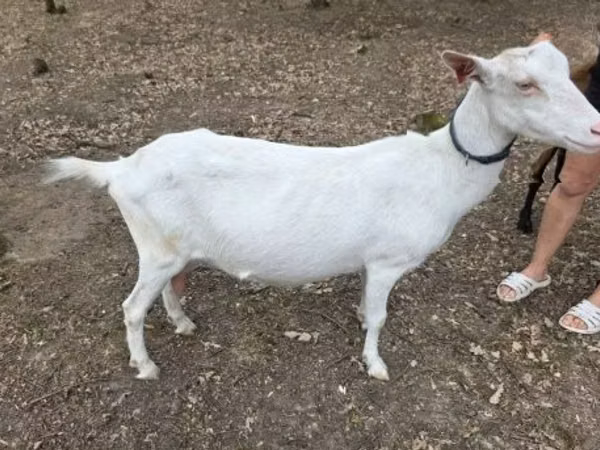 雌ヤギ, Saanen goat