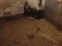 Schaf, Romanov sheep — Foto 2