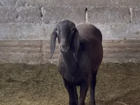 Qoyun, Arashan sheep — foto 2