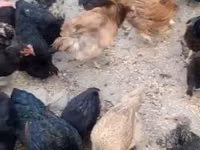 Chickens — zdjęcie 2