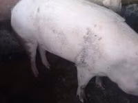Świnie (partia, płeć nieokreślona) — zdjęcie 2