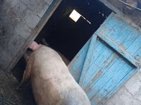 Boar — photo 2