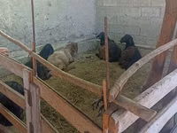 ஆண் ஆடு, Hissar sheep — புகைப்படம் 2