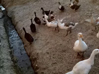 Ducks — الصورة 2
