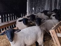 Widder, White Suffolk sheep — Foto 1