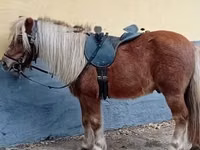Cheval, Shetland Pony — photo 2