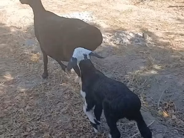 Sheep, Sheep