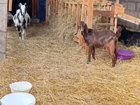 Cabra, Saanen goat — foto 4